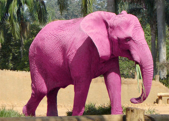 http://porisrael.org/files/2014/03/elefante-rosa.jpg