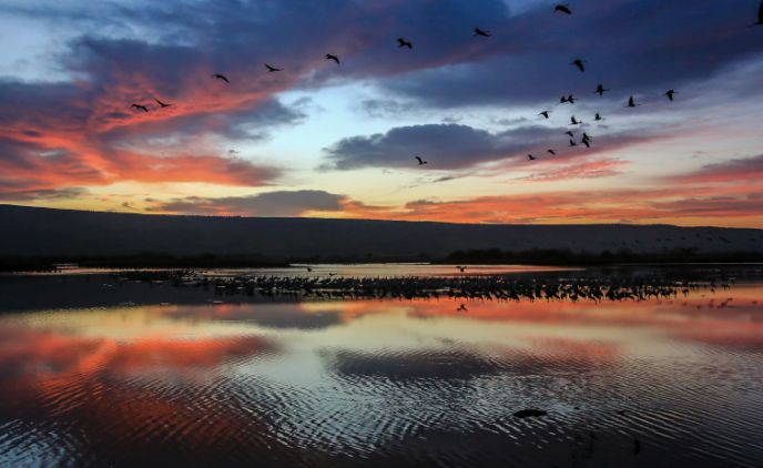 Miles de grullas migratorias al amanecer en Hula. Foto de Edi Israel/FLASH90.