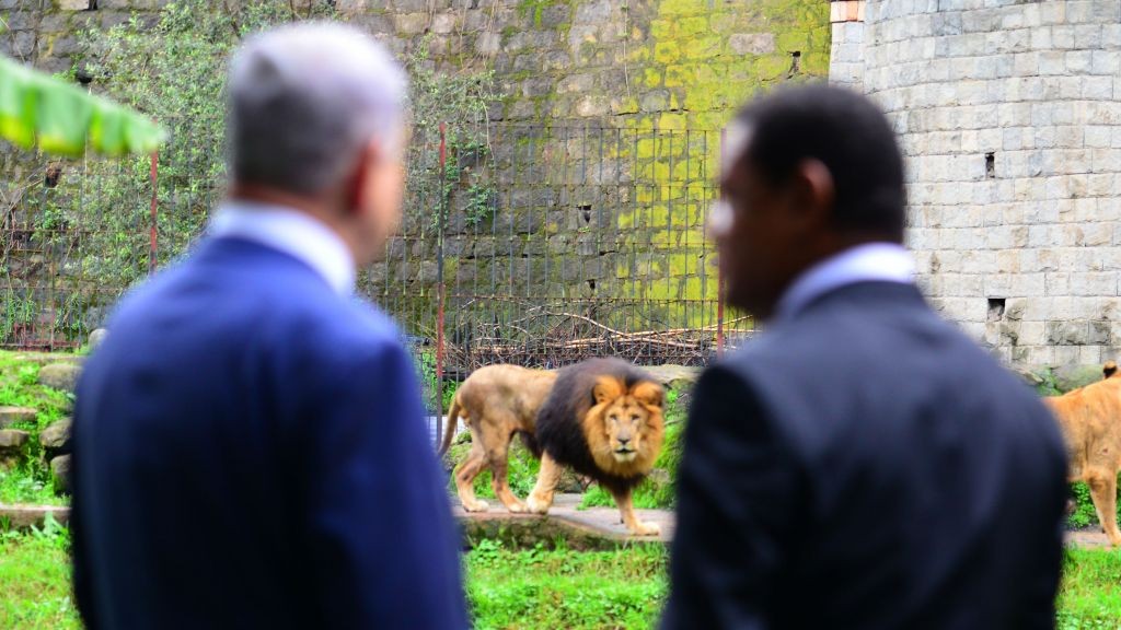 Prime Minister Benjamin Netanyahu and Ethiopian President Mulatu Teshome watch lions at the presidential compound in Addis Ababa, Ethiopia, on July 7, 2016. (Kobi Gideon/GPO)