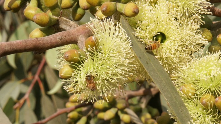 Abeja en un eucalipto (Eucalyptus Stricklandii). Foto de Pablo Chercasky, director del vivero Gilat/KKL-JNF.